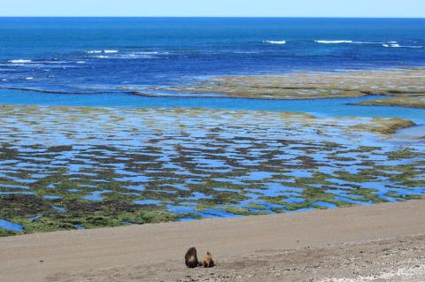 Peninsula Valdés, Puerto Madryn, Argentina