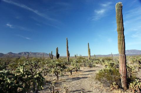 Baja Desert, Baja California Sur, Mexico
