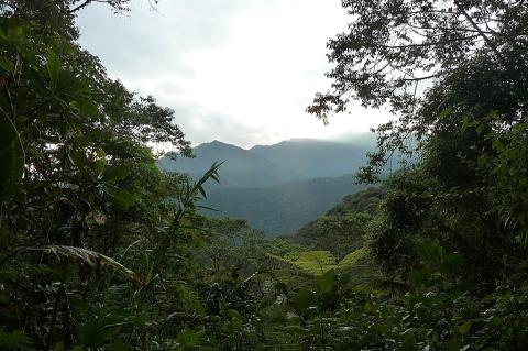 Bellavista Cloud Forest, Tandayapa, Pichincha Province, Ecuador