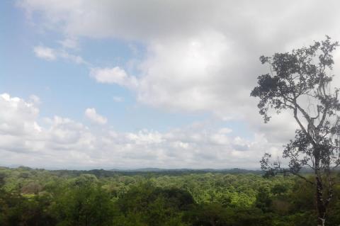 Equatorial dry forest, Ecuador