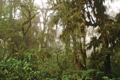 Cloud forest, San Andrés, Salta Province, Argentina