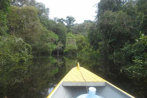 Flooded forest in Campos Amazonicôs National Park, Brazil
