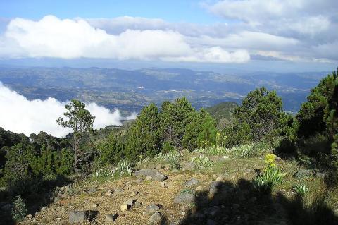 Central American montane forest, with Pinus hartwegii, on the slopes of Tajumulco volcano, Guatemala