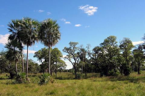 Gran Chaco landscape, Paraguay