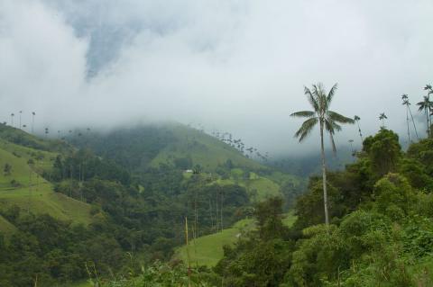Colombia Coffee Triangle - wax palms & the Valle de Cocora