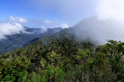 Palm forest of Sierra Nevada de Santa Marta, Colombia