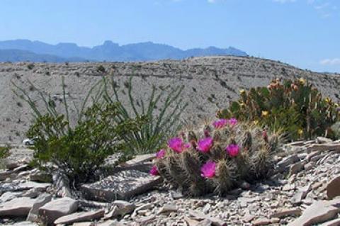 Chihuahuan Desert, Mexico