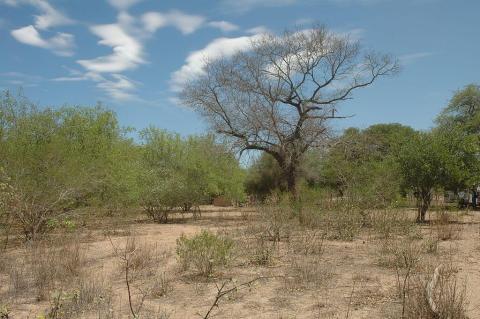 Dry Chaco, Argentina