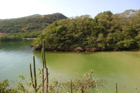 Tropical dry forest, Chacachacare, Trinidad and Tobago