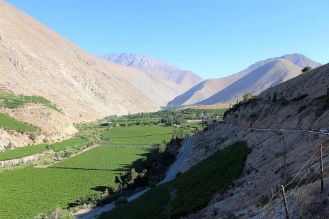 Pisco, Elqui Valley, Chile