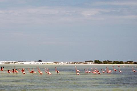 American Flamingos ( Phoenicopterus ruber), Río Lagartos, Yucatán, Mexico