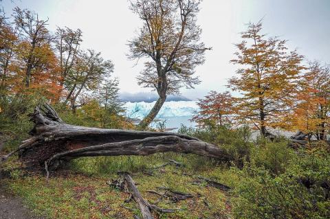 Vegetation in Los Glaciares National Park, Argentina