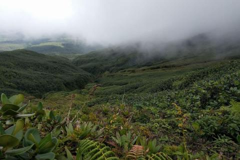 Rain forest highlands, Guadeloupe