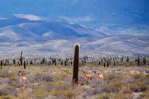 High Monte landscape, Los Cardones National Park, Salta, Argentina