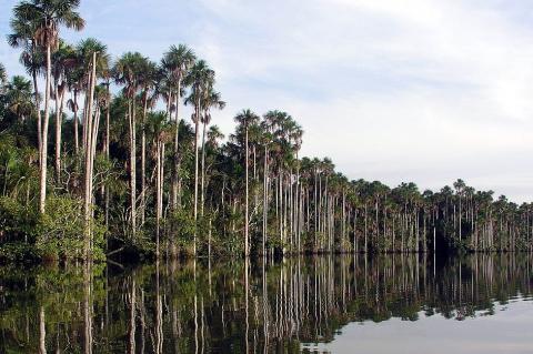 Lake Sandoval, Tambopata National Reserve, Peru