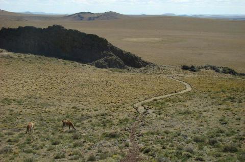 Guanacos graze in the landscape of Pali-Aike National Park, Chile