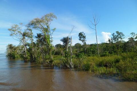 Monte Alegre Várzea along the left bank of the Solimões River in Brazil.