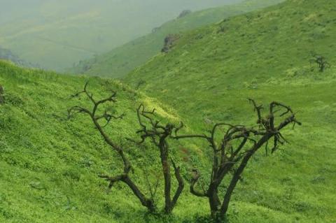 Lomas de Lachay National Reserve, Peru
