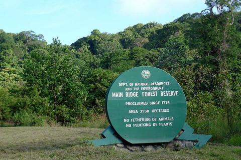 Main Ridge Forest Reserve, Tobago