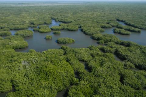 Marismas Nacionales mangroves
