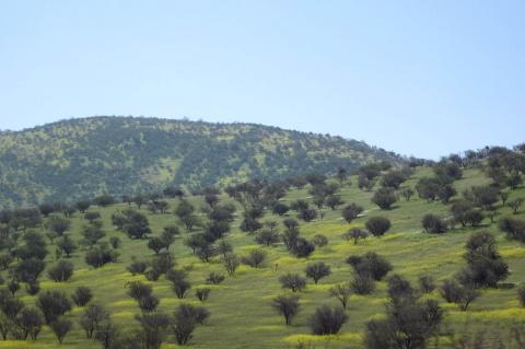 Chilean Matorral in October, a few miles north of Santiago, Chile