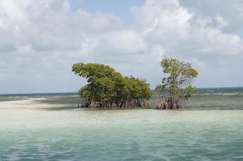 Islet in the Grand Cul-de-Sac Marin Nature Reserve, Guadeloupe