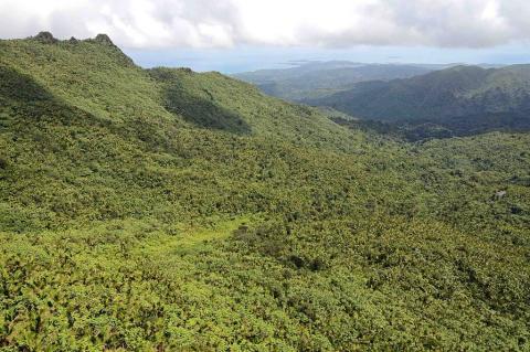 El Yunque National Forest, Puerto Rico