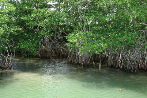 Pantanos de Centla, Mexico 