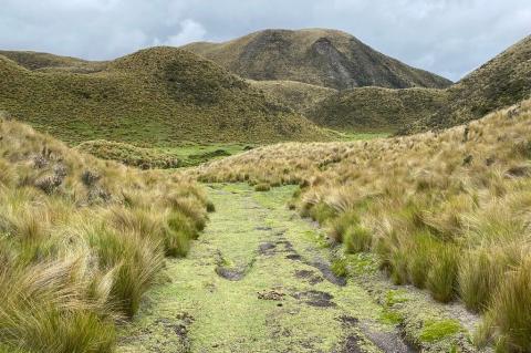 Páramo, Parque Nacional Cotopaxi, Ecuador 