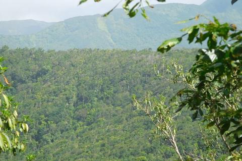 Forest canopy in the Guadeloupe National Park, Guadeloupe, Leeward Islands