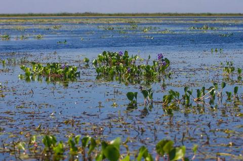 Parque Nacional Iberá, Corrientes, Argentina