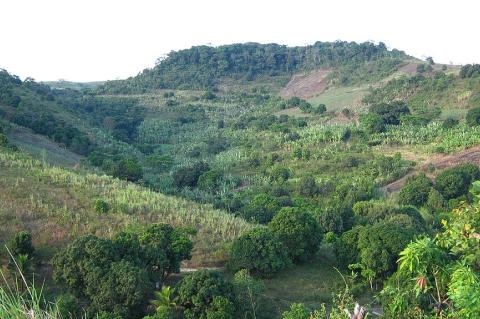 Pernambuco Forests, Catende, Pernambuco, Brazil