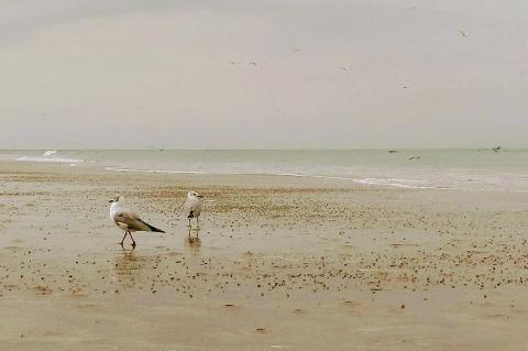 Seagulls at Chulliyache-Sechura Beach, Peru 