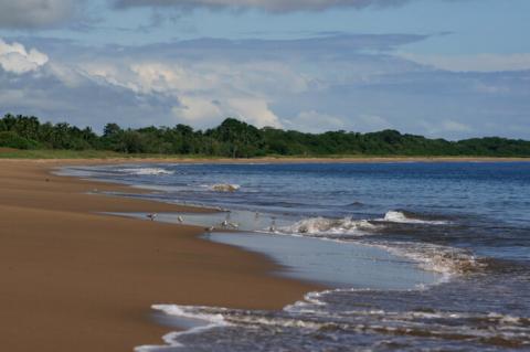 A view of sandpipers patrolling the surf along Playa El Arenal in the early morning hours.