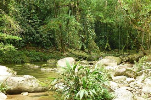 Primary forest in Sierra Nevada de Santa Marta, Colombia