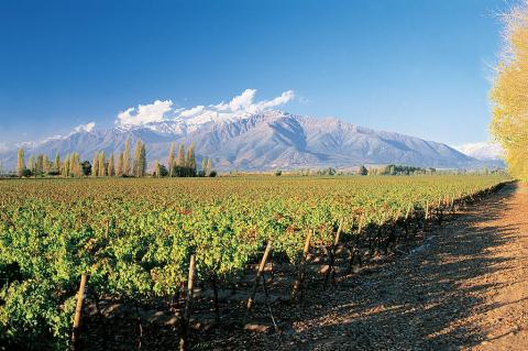 Puente Alto vineyard, Chile