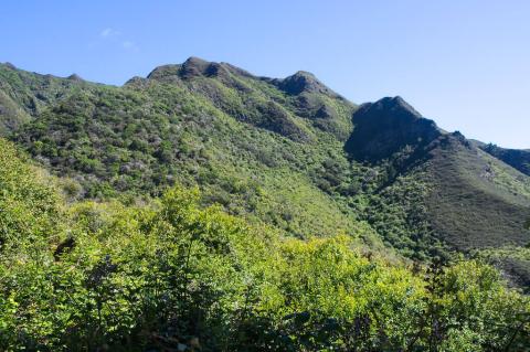 Robinson Crusoe Island temperate mountain forests