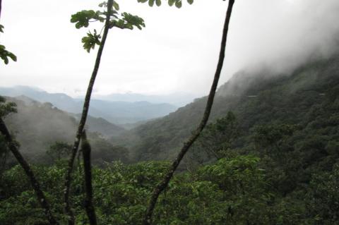 Serro do Mar coastal forest, Paraná, Brazil