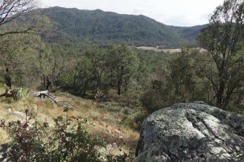Valley forest in Sierra de la Laguna, Mexico