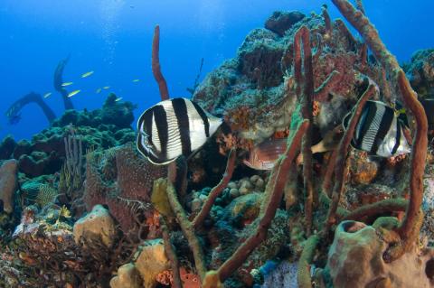 Diving Tent Reef in Saba, Saba National Marine Park