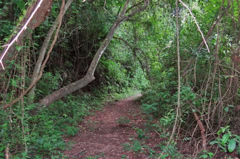 Trail inside Calilegua National Park, Argentina