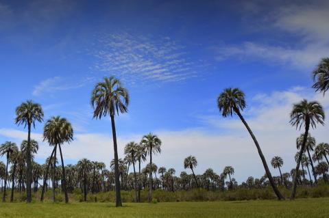 Southern Cone Mesopotamian savanna landscape, Entre Ríos, Argentina