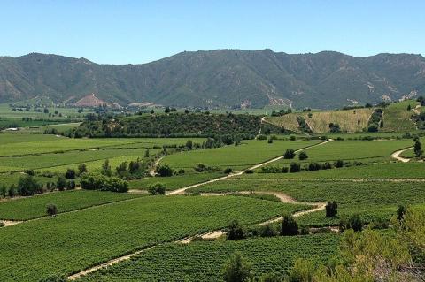 Viña Montes, Colchagua Valley, O'Higgins Region, Chile