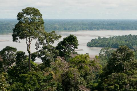 Napo river, Yasuni National Park, Ecuador