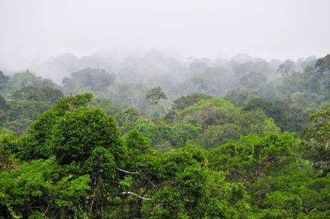 Yasuni National Park, Ecuador