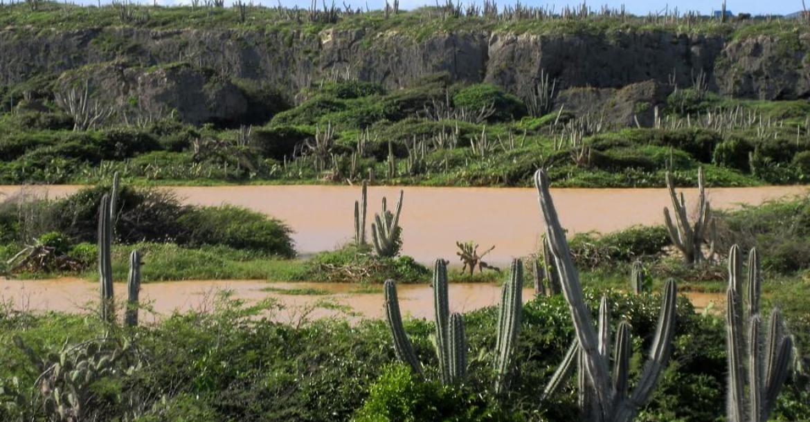 Columnar Cacti, Curaçao