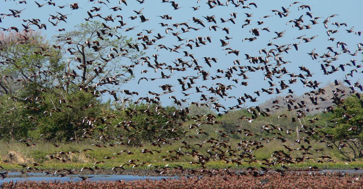 Palo Verde National Park, Guanacaste, Costa Rica