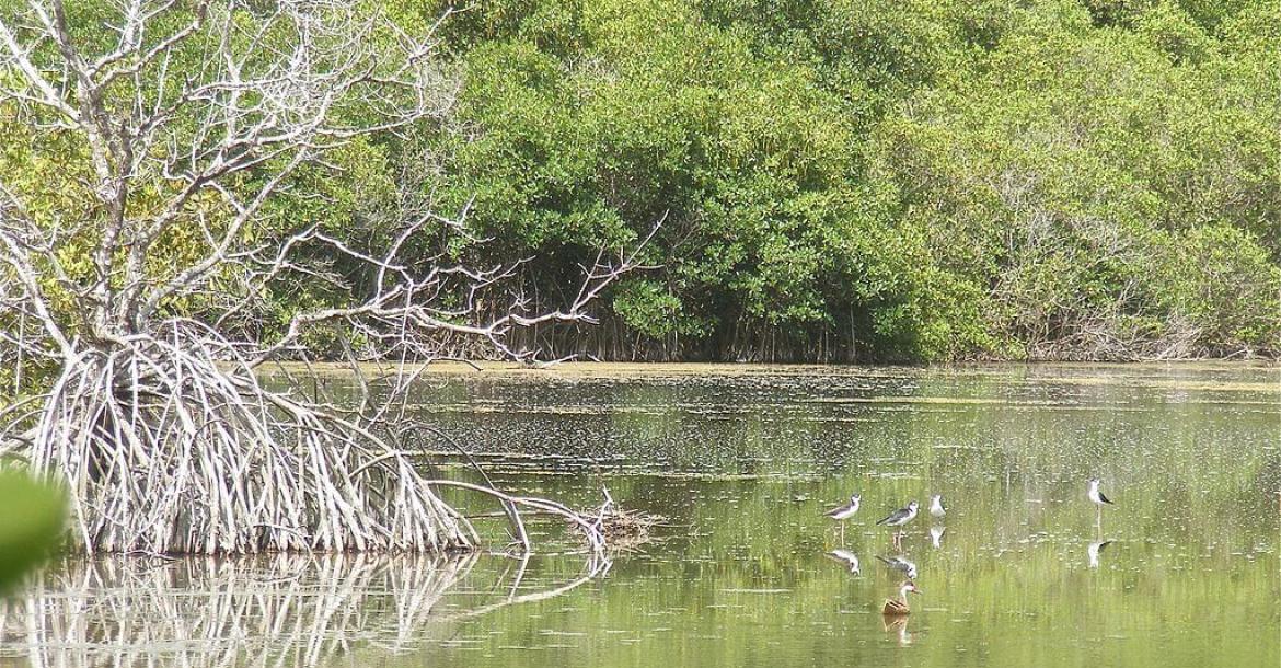 Perseverance Bay Salt Pond, St Thomas, USVI
