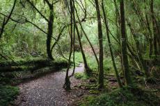 Understory in Alerce Andino National Park in southern Chile
