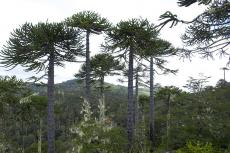 Mixed forest of Araucaria and coigüe in Nahuelbuta National Park, Chile